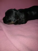 Asia, a female Shorkie for sale in Plover, WI – 3 of 4