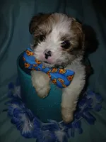 Brooklyn, a male Shorkie for sale in Plover, WI – 6 of 10