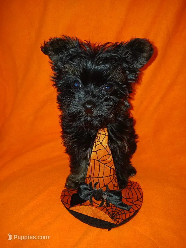Asia – Shorkie puppy for sale in Plover, WI