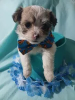 Brooklyn, a male Shorkie for sale in Plover, WI – 2 of 10