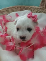 Elsa, a female Morkie for sale in Plover, WI – 9 of 9