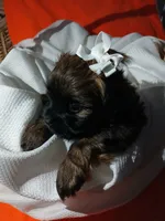 Dolly, a female Shorkie for sale in Plover, WI – 9 of 10