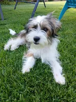 Huey, a male Shorkie for sale in Plover, WI – 9 of 10