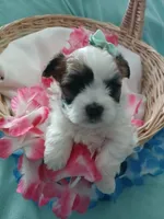 Anna, a female Morkie for sale in Plover, WI – 2 of 10
