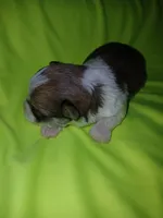 Brooklyn, a male Shorkie for sale in Plover, WI – 6 of 8
