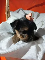 Harlow, a female Yorkshire Terrier and Shorkie for sale in Plover, WI – 8 of 10
