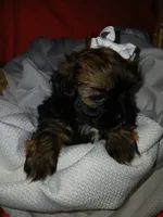 Dolly, a female Shorkie for sale in Plover, WI – 7 of 10