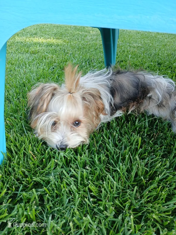 Pax – Shorkie puppy for sale in Plover, WI