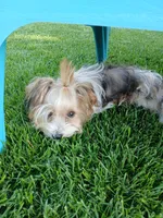 Pax, a male Shorkie for sale in Plover, WI – 2 of 10