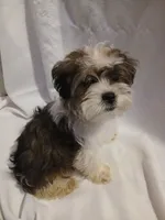 Dewey, a male Shorkie for sale in Plover, WI – 6 of 10