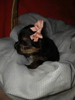 Harlow, a female Yorkshire Terrier and Shorkie for sale in Plover, WI – 10 of 10