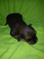 Rio, a male Shorkie for sale in Plover, WI – 6 of 8