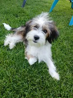 Huey, a male Shorkie for sale in Plover, WI – 5 of 10