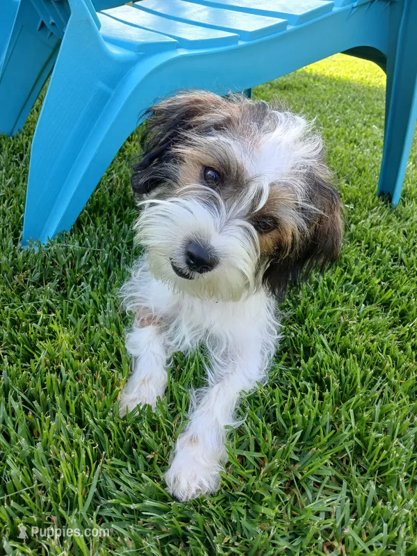 Huey – Shorkie puppy for sale in Plover, WI