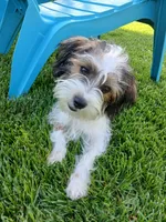 Huey, a male Shorkie for sale in Plover, WI – 1 of 10