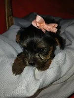 Harlow, a female Yorkshire Terrier and Shorkie for sale in Plover, WI – 6 of 10