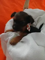 Arlo, a male Yorkshire Terrier and Shorkie for sale in Plover, WI – 7 of 10