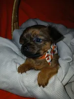 Tarlo, a male Yorkshire Terrier and Shorkie for sale in Plover, WI – 4 of 8