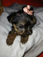 Harlow, a female Yorkshire Terrier and Shorkie for sale in Plover, WI – 5 of 10