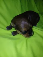 Rio, a male Shorkie for sale in Plover, WI – 2 of 8
