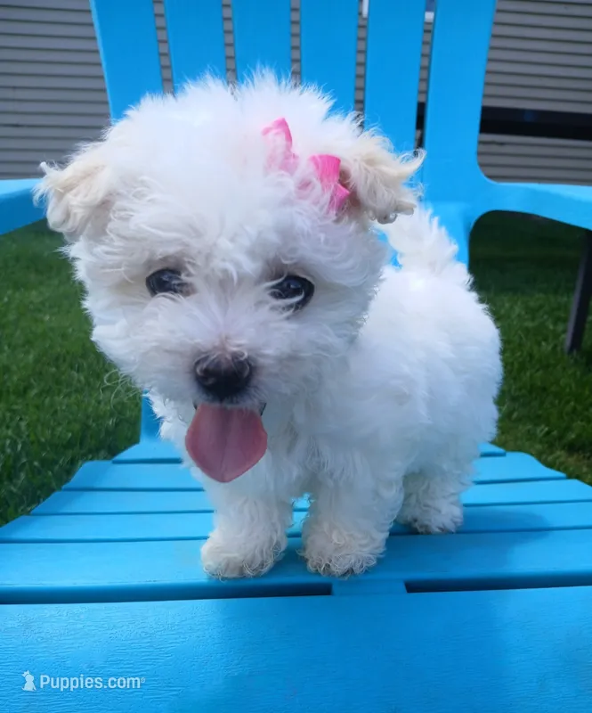 Elsa – Morkie puppy for sale in Plover, WI