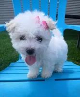 Elsa, a female Morkie for sale in Plover, WI – 4 of 10