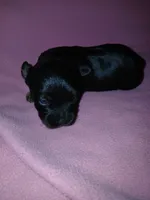 Asia, a female Shorkie for sale in Plover, WI – 2 of 4