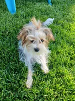 Pax, a male Shorkie for sale in Plover, WI – 7 of 10