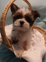 Dax, a male Shorkie for sale in Plover, WI – Photo 7 of 10