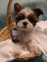 Dax, a male Shorkie for sale in Plover, WI – Photo 4 of 10