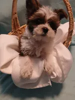 Dax, a male Shorkie for sale in Plover, WI – Photo 9 of 10