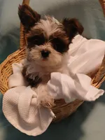 Dax, a male Shorkie for sale in Plover, WI – Photo 2 of 10