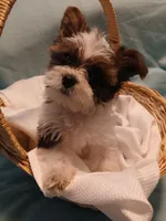 Dax, a male Shorkie for sale in Plover, WI – Photo 3 of 10