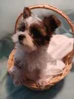 Dax, a male Shorkie for sale in Plover, WI – Photo 10 of 10