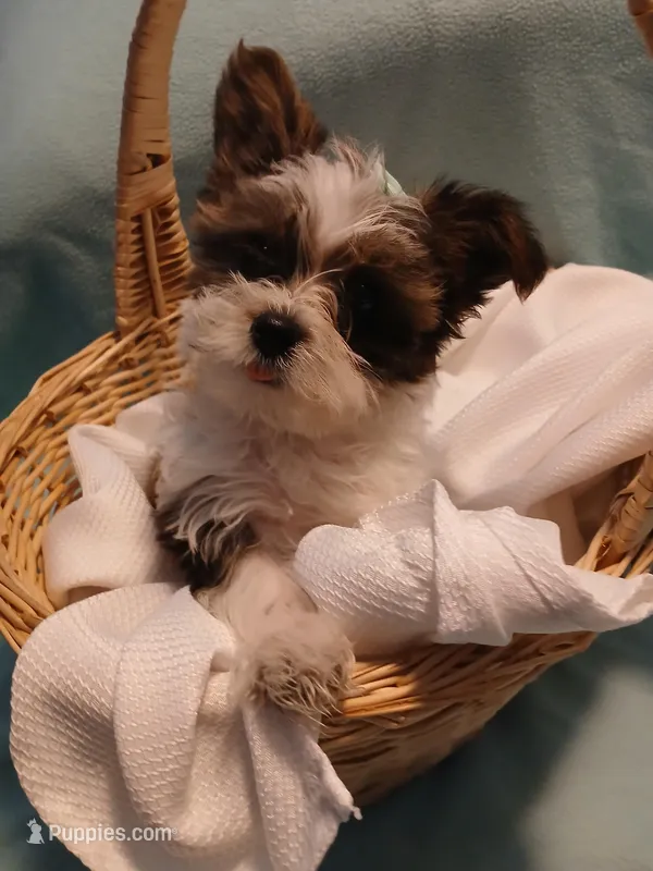 Dax – Shorkie puppy for sale in Plover, WI