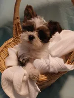 Dax, a male Shorkie for sale in Plover, WI – Photo 1 of 10