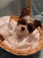 Dax, a male Shorkie for sale in Plover, WI – Photo 5 of 10