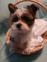 Dax, a male Shorkie for sale in Plover, WI – Photo 8 of 10