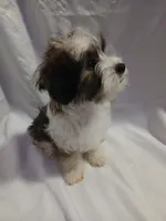 Huey, a male Shorkie for sale in Plover, WI – 10 of 10