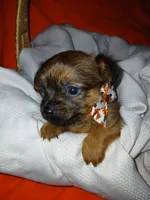 Tarlo, a male Yorkshire Terrier and Shorkie for sale in Plover, WI – 2 of 8