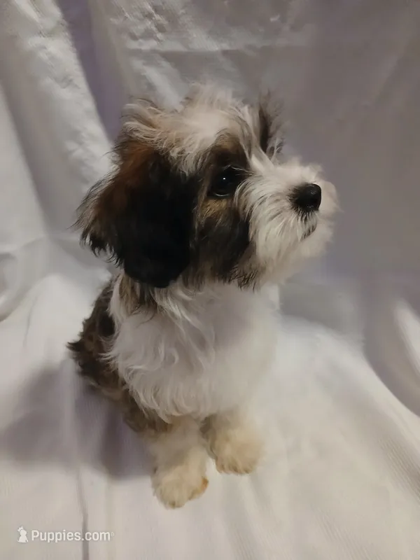 Huey – Shorkie puppy for sale in Plover, WI