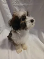Huey, a male Shorkie for sale in Plover, WI – 9 of 10