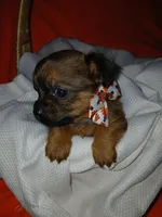 Tarlo, a male Yorkshire Terrier and Shorkie for sale in Plover, WI – 5 of 8