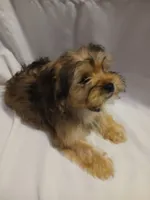 Chewy, a male Shorkie for sale in Plover, WI – 3 of 6