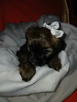 Dolly, a female Shorkie for sale in Plover, WI – 5 of 10