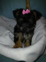 Jasmine, a female Yorkshire Terrier for sale in Plover, WI – Photo 2 of 10