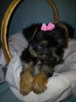 Jasmine, a female Yorkshire Terrier for sale in Plover, WI – Photo 5 of 10