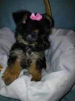 Jasmine, a female Yorkshire Terrier for sale in Plover, WI – Photo 4 of 10