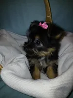 Jasmine, a female Yorkshire Terrier for sale in Plover, WI – Photo 6 of 10