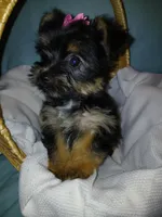 Jasmine, a female Yorkshire Terrier for sale in Plover, WI – Photo 9 of 10